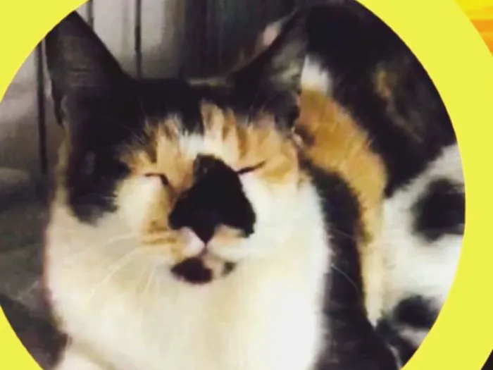 Gato ra a SRD idade 7 a 11 meses nome DOMINIQUE