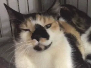 Gato raça SRD idade 7 a 11 meses nome DOMINIQUE