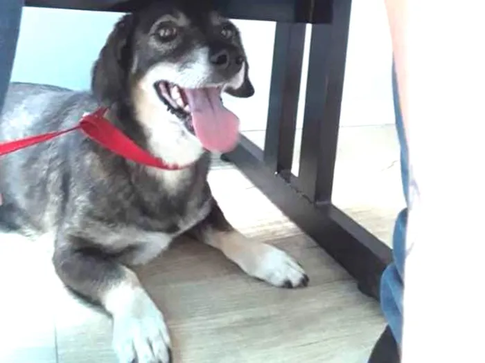 Cachorro ra a srd idade 4 anos nome mayara