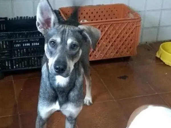 Cachorro ra a srd idade 1 ano nome Duck