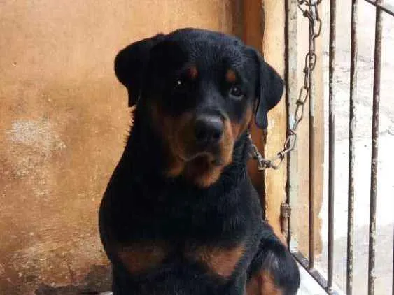 Cachorro raça Rottweiler  idade 2 anos nome LORD