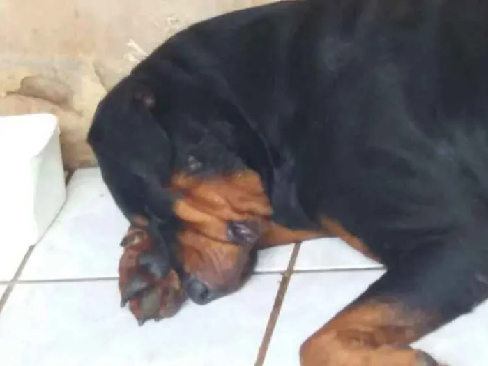 Cachorro raça Rottweiler  idade 2 anos nome LORD