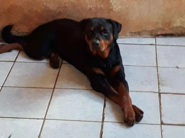 Cachorro raça Rottweiler  idade 2 anos nome LORD