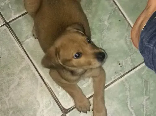 Cachorro ra a Vira lata idade 2 a 6 meses nome Hulk