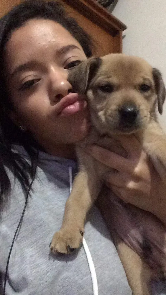 Cachorro ra a Vira lata idade 2 a 6 meses nome Hulk