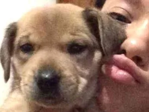 Cachorro raça Vira lata idade 2 a 6 meses nome Hulk