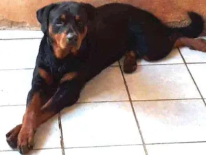 Cachorro raça Rottweiler  idade 2 anos nome LORD