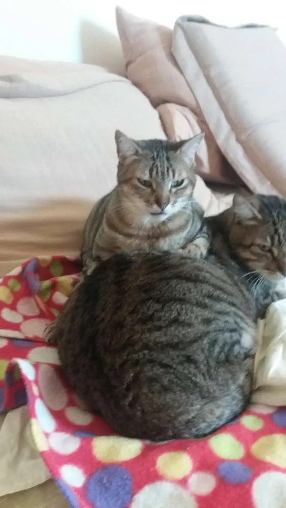 Gato ra a srd idade 2 anos nome Pequena e Grandao