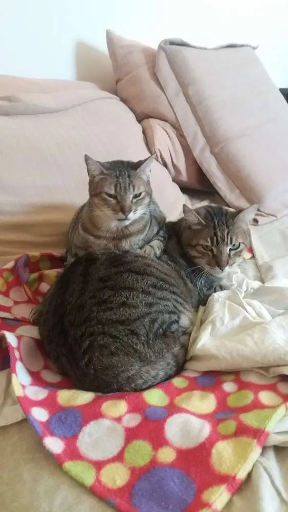 Gato ra a srd idade 2 anos nome Pequena e Grandao