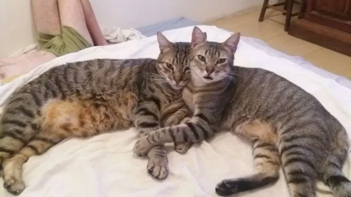 Gato ra a srd idade 2 anos nome Pequena e Grandao