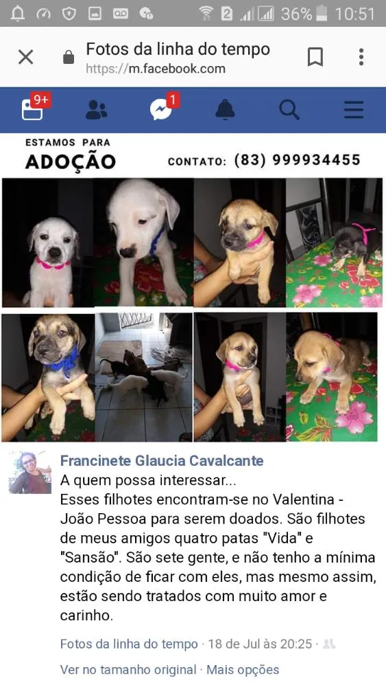Cachorro raça Mestiços  idade Abaixo de 2 meses nome Pretinha, Lord, layd