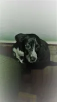 PRETINHA
