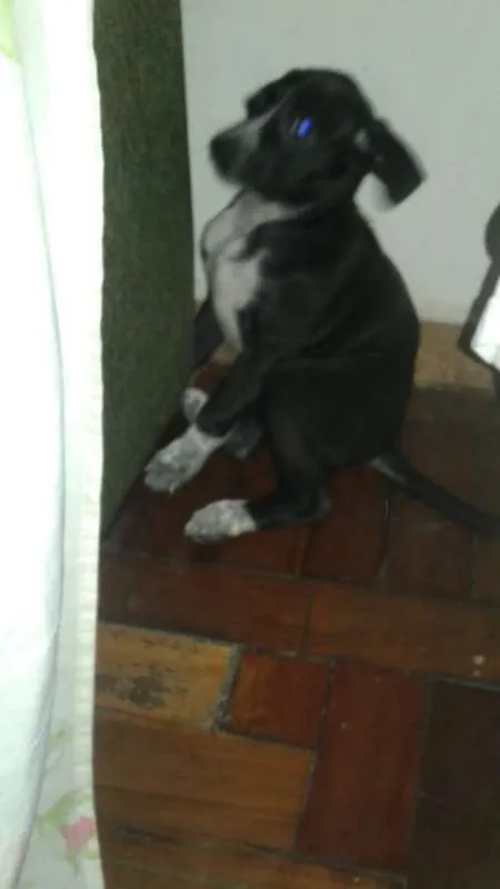 Cachorro ra a SRD idade 2 a 6 meses nome PRETINHA