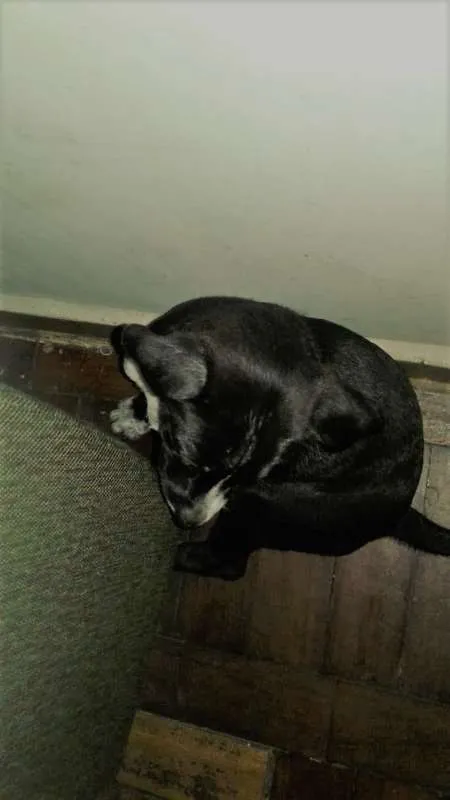 Cachorro ra a SRD idade 2 a 6 meses nome PRETINHA