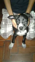 PRETINHA