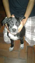 PRETINHA
