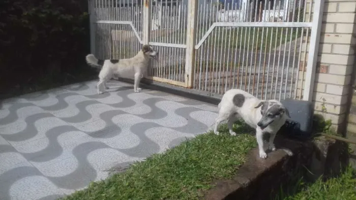 Cachorro ra a vira lata idade 6 ou mais anos nome Bob/ Luna