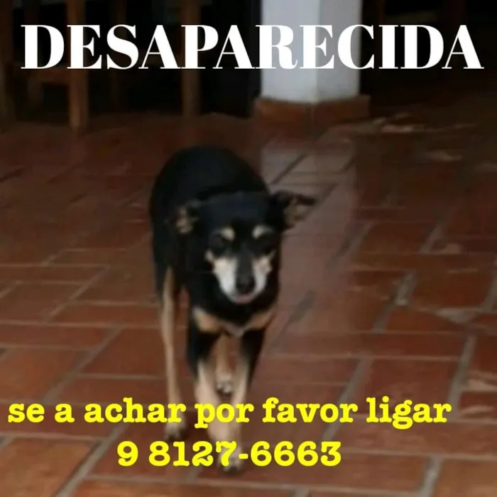 Cachorro ra a Pinscher idade 6 ou mais anos nome Pantera