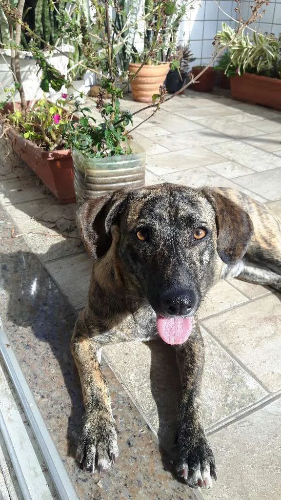 Cachorro raça vira-lata idade 1 ano nome não se sabe