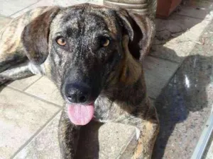 Cachorro raça vira-lata idade 1 ano nome não se sabe