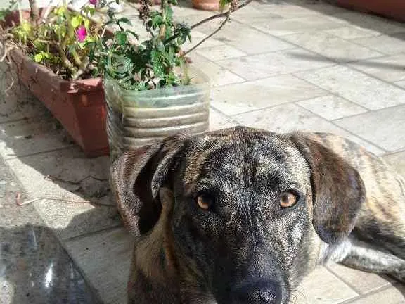 Cachorro raça vira-lata idade 1 ano nome não se sabe