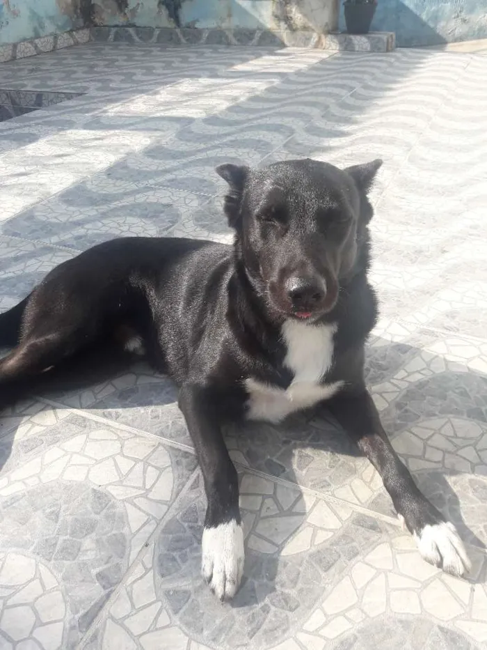 Cachorro ra a Vira-lata idade 3 anos nome Thor