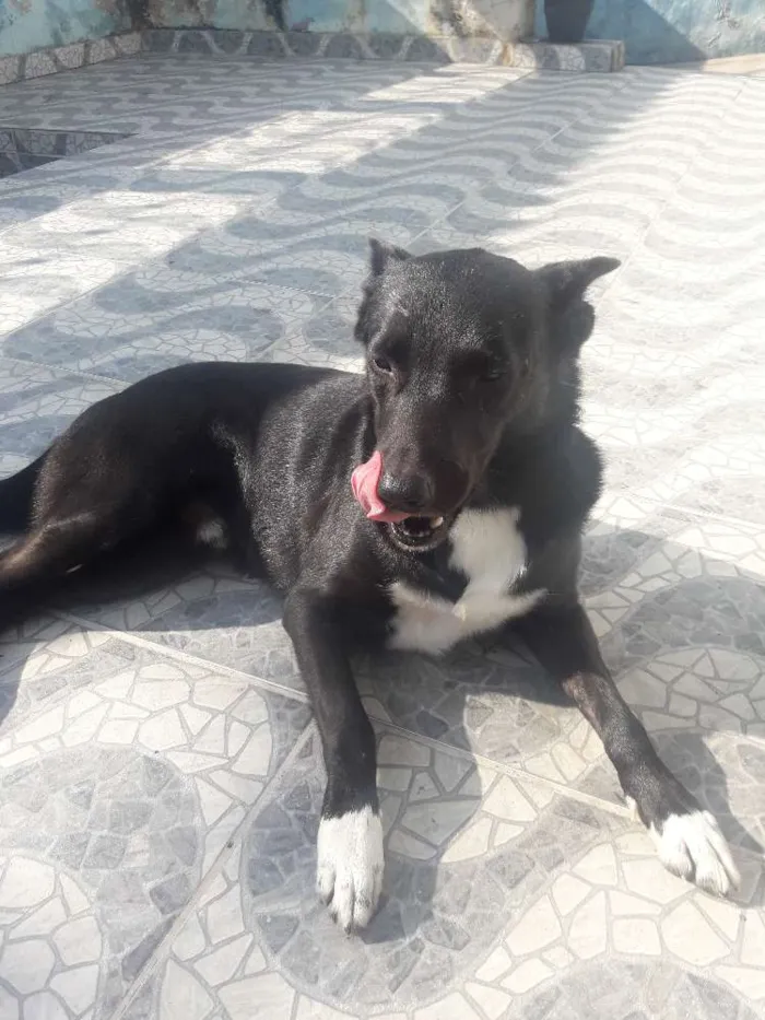 Cachorro ra a Vira-lata idade 3 anos nome Thor