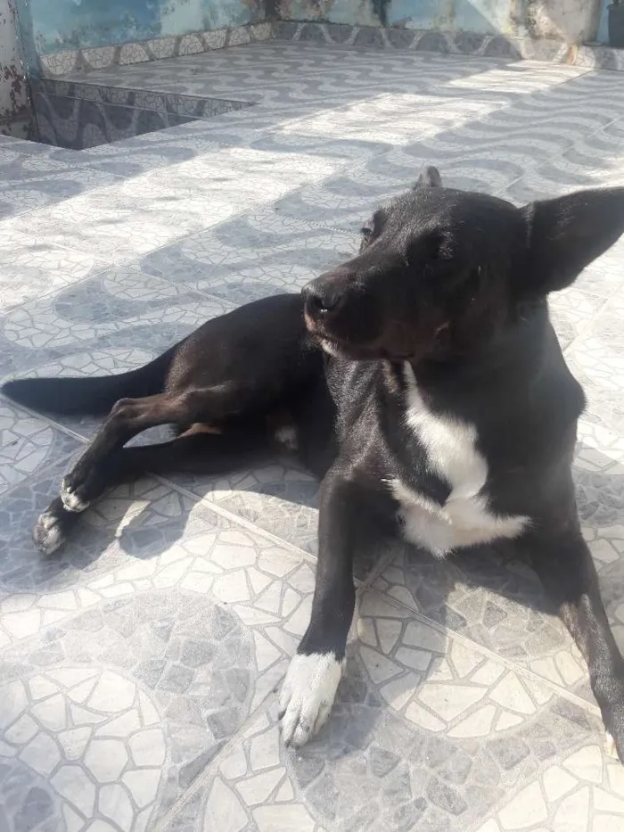 Cachorro ra a Vira-lata idade 3 anos nome Thor