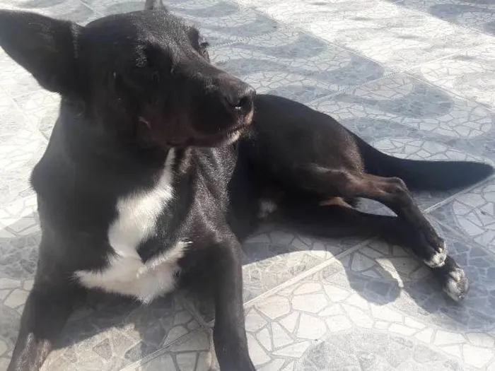 Cachorro ra a Vira-lata idade 3 anos nome Thor