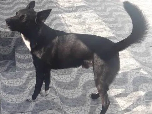 Cachorro ra a Vira-lata idade 3 anos nome Thor