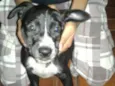 PRETINHA