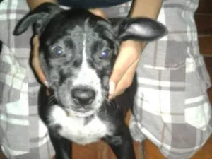 Cachorro raça SRD idade 2 a 6 meses nome PRETINHA