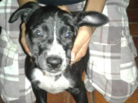 Cachorro ra a SRD idade 2 a 6 meses nome PRETINHA