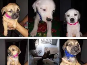 Cachorro raça Mestiços  idade Abaixo de 2 meses nome Pretinha, Lord, layd