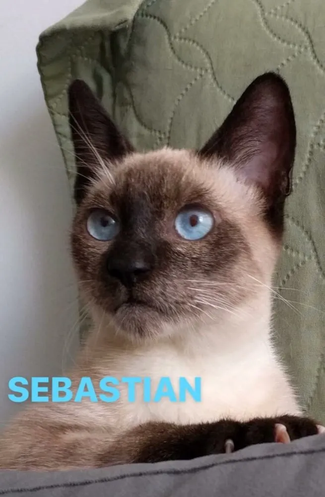 Gato ra a Srd idade 2 a 6 meses nome Sebastian