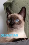 Sebastian