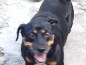 Cachorro raça vira-lata idade 3 anos nome negão