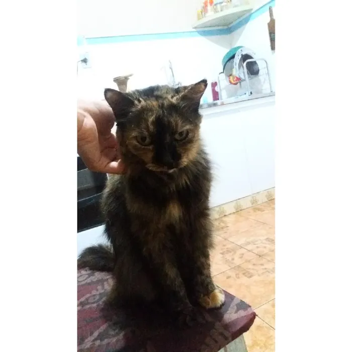 Gato ra a Persa com vira-lata idade 6 ou mais anos nome Polly
