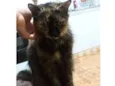 Polly