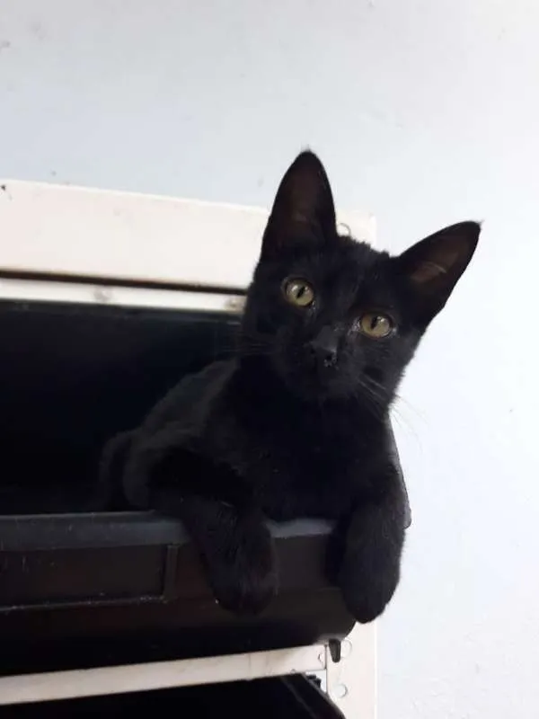 Gato ra a  idade 2 a 6 meses nome Regina bebezinha