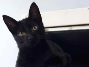 Gato raça  idade 2 a 6 meses nome Regina bebezinha