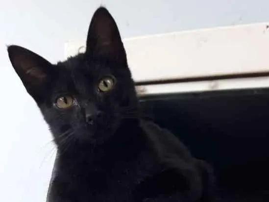 Gato ra a  idade 2 a 6 meses nome Regina bebezinha