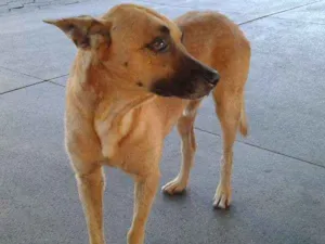 Cachorro raça Viralata idade  nome Nao sei