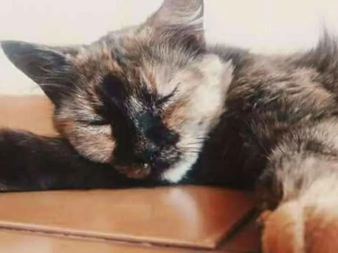 Gato ra a Persa com vira-lata idade 6 ou mais anos nome Polly