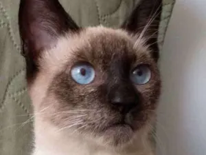 Gato raça Srd idade 2 a 6 meses nome Sebastian