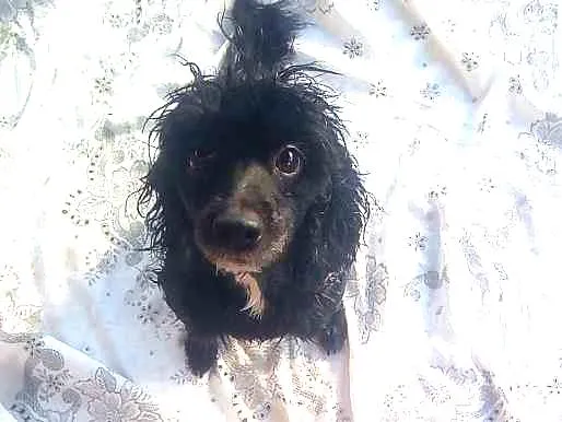 Cachorro raça Poodle idade 5 anos nome Sophia 