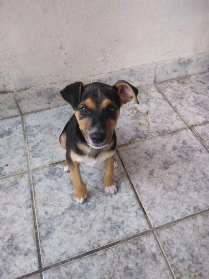 Cachorro ra a Srd idade 2 a 6 meses nome Sol