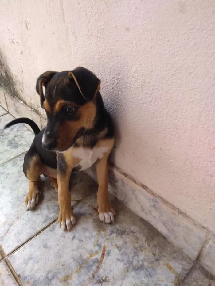 Cachorro ra a Srd idade 2 a 6 meses nome Sol