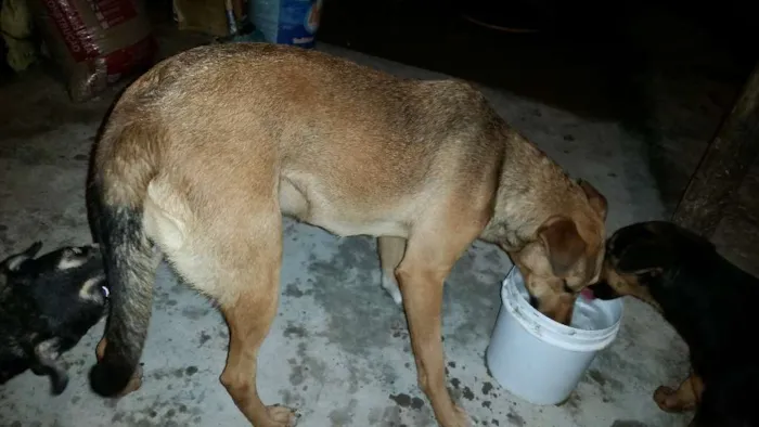 Cachorro raça SRD idade 7 a 11 meses nome pink