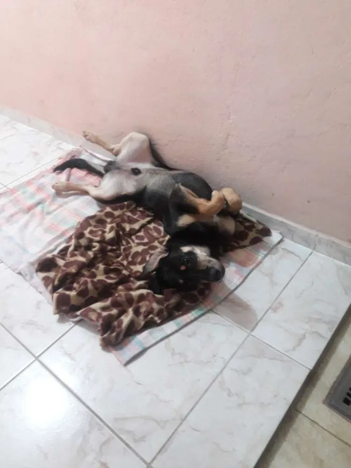 Cachorro ra a SRD idade 7 a 11 meses nome Mike